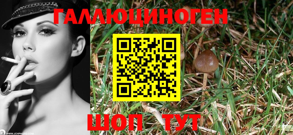 Лыткарино  Псилоцибиновые грибы Cubensis  Вход с VPN 